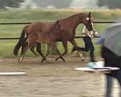 Dressurpferd Ballak (Hannoveraner,  , von Buckingham)