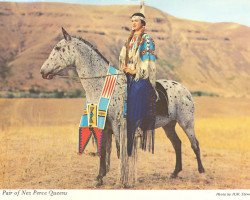 Zuchtstute Bonnie (Appaloosa, 1941)