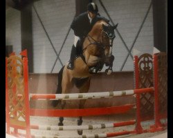 jumper Ascar 4 (German Sport Horse, 2016, from Askari)