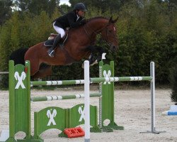 jumper Divaro van de Stokstorm (Belgian Warmblood, 2003, from Toulon)