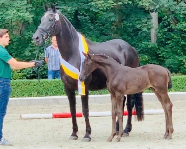 broodmare Dirty Dancing (Hanoverian, 2000, from Donnerhall)