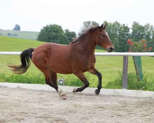 horse Edena (Pinto / Hunter, 2004, from Nekoma)