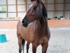 horse Corin 8 (Czech Warmblood, 2013, from Carpalo)