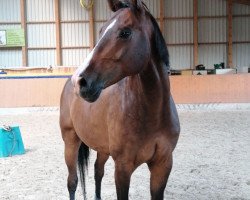 horse Corin 8 (Czech Warmblood, 2013, from Carpalo)