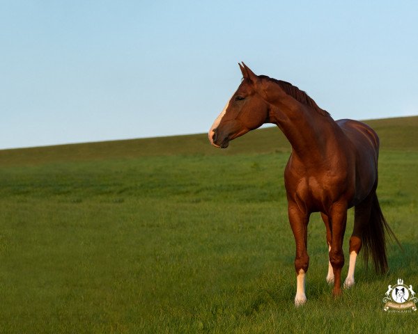 Pferd Söl'rings Mes Espoir (Kleines deutsches Reitpferd, 2016, von Mescalero 29)