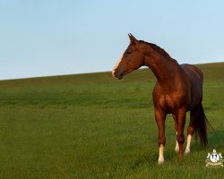 horse Söl'rings Mes Espoir (Little German Riding Horse, 2016, from Mescalero 29)