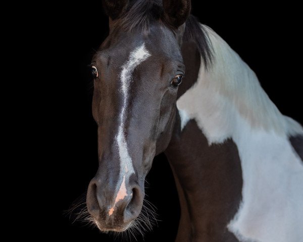 jumper Soel'rings Soleil De Ma Vie (Pinto with riding horses pedigree, 2017, from Soel'rings Cadeau Noir)