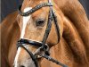 stallion Chris (Welsh-Pony (Section B), 2006, from Tetworth Crimson Lake)