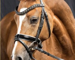 stallion Chris (Welsh-Pony (Section B), 2006, from Tetworth Crimson Lake)