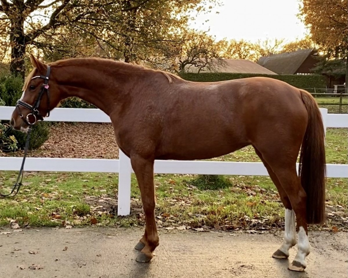 broodmare Betty (German Riding Pony, 2016, from Davignon)