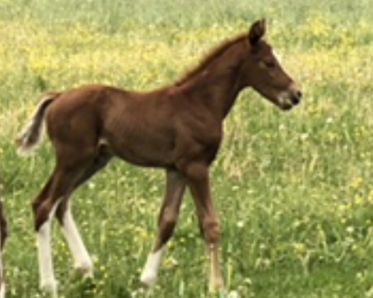 stallion Vincento 13 (Hanoverian, 2020, from Vivaldos)