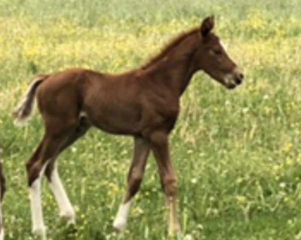 stallion Vincento 13 (Hanoverian, 2020, from Vivaldos)