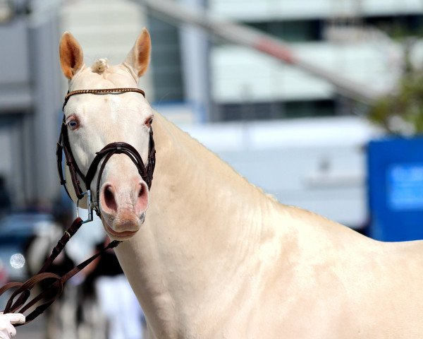 stallion Soel'rings Cuvee (Little German Riding Horse, 2010, from Casino Royale K WE)