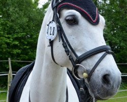 jumper Charly Chaplin (German Riding Pony, 1997, from Chantre B)