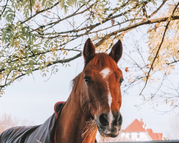 dressage horse Bolino (German Riding Pony, 2003, from Barnabas)