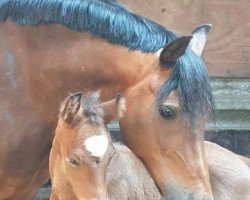 dressage horse Cutiepie (German Riding Pony, 2019, from Tackmann's Cantuccini)