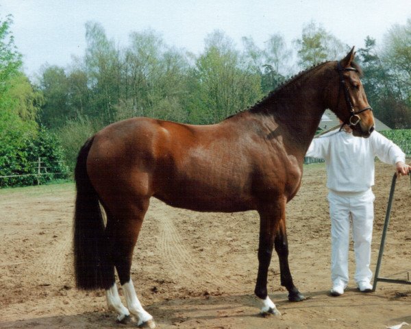 jumper Tache De Beaute Van De Merriehoeve (Belgian Warmblood, 1996, from Calvani)