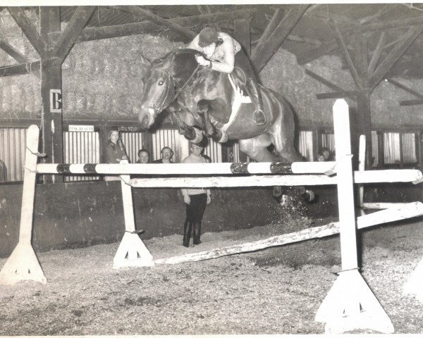 horse Paladijn Ut (Belgian Warmblood, 1969, from Ut Fata)