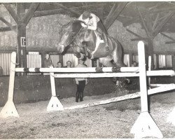 Pferd Paladijn Ut (Belgisches Warmblut, 1969, von Ut Fata)