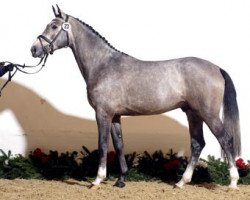 jumper Desir de Liberte (Belgian Warmblood, 2007, from Diabeau)