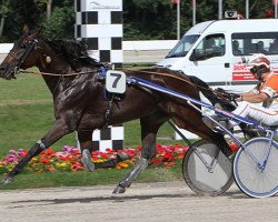 horse King of Moor (German trotters, 2009, from Pink Diamond (DE))