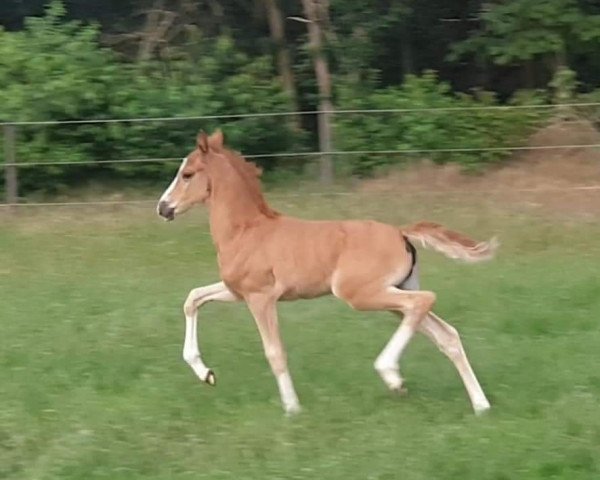 dressage horse Royal Fantasy (German Riding Pony, 2020, from D-Gold AT NRW)