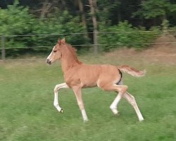 Dressurpferd Royal Fantasy (Deutsches Reitpony, 2020, von D-Gold AT NRW)