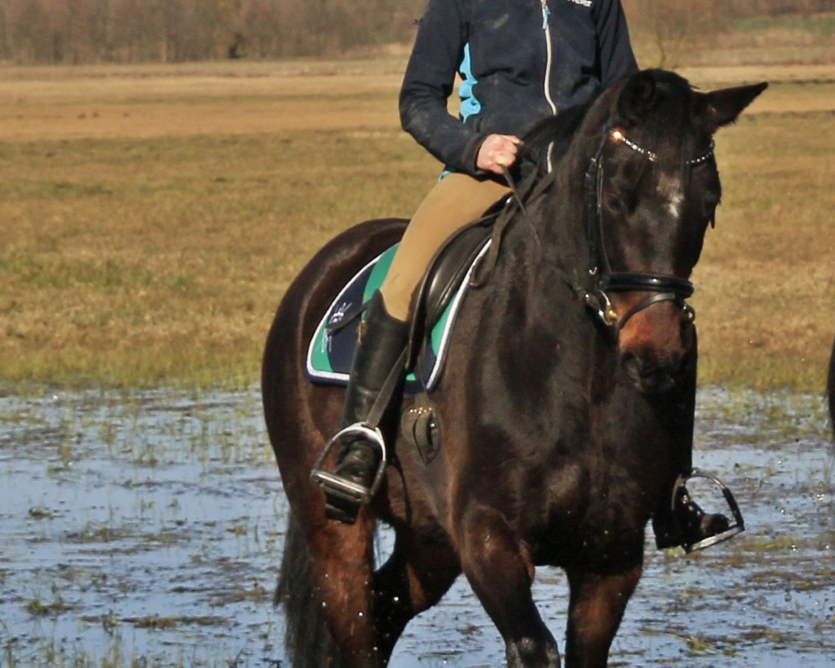 broodmare Queen of Hearts (German Sport Horse, 2011, from Quaterback)