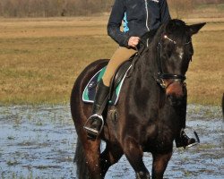 broodmare Queen of Hearts (German Sport Horse, 2011, from Quaterback)