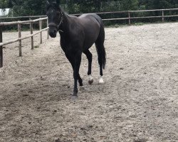 dressage horse Der kleine Prinz 34 (Hanoverian, 2015, from Danzador)