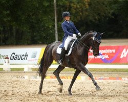 dressage horse Sassicaia 6 (Oldenburg, 2007, from Samarant)