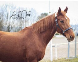 broodmare Luna (Hessian Warmblood, 1997, from Lone Star)