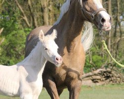 broodmare Miracle Dream (German Riding Pony, 2020, from Crown Charm of Royal)