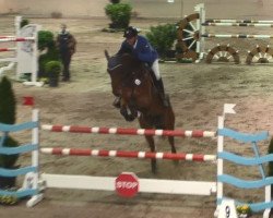 jumper Citronello Z (Zangersheide riding horse, 2008, from Campus)