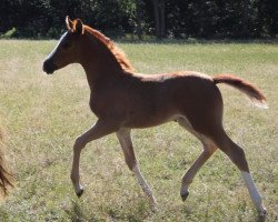 dressage horse Dascha (German Riding Pony, 2019, from Despacito AT)