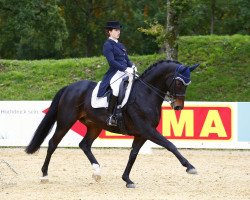 dressage horse Devon 20 (Hanoverian, 2009, from Don Frederico)