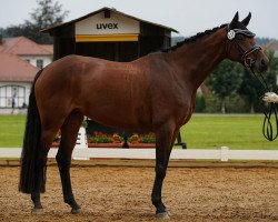 dressage horse Amira la Belissima (German Sport Horse, 2016, from Belissimo NRW)