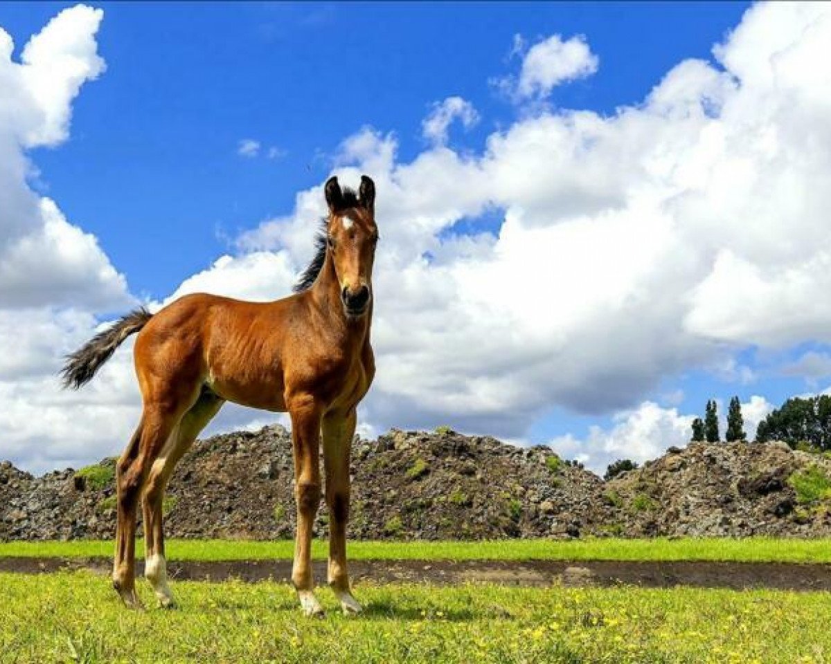 dressage horse Promise (KWPN (Royal Dutch Sporthorse), 2019, from For Ferrero)