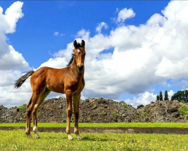 Dressurpferd Promise (KWPN (Niederländisches Warmblut), 2019, von For Ferrero)