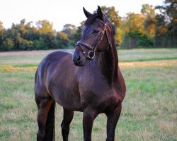 dressage horse Danone's Düse (Hanoverian, 2012, from Danone 4)