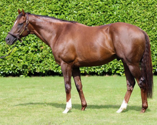 stallion New Bay xx (Thoroughbred, 2012, from Dubawi xx)