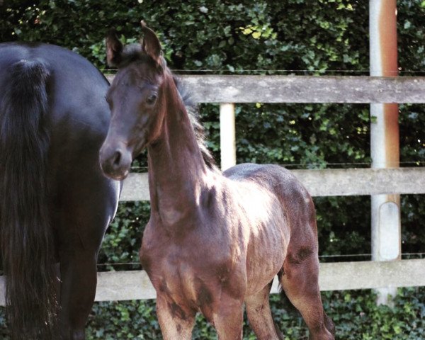 dressage horse Donir N (Westphalian, 2020, from Blue Hors Dreamline)