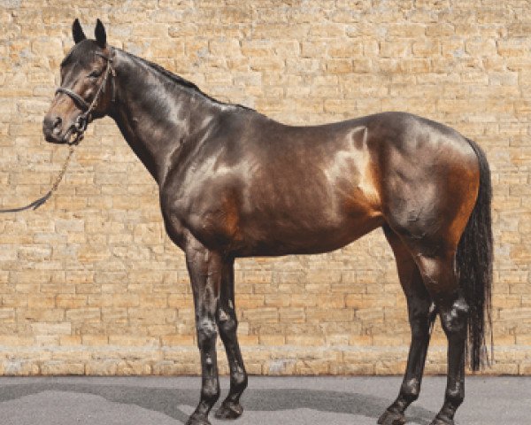 horse Frontiersman xx (Thoroughbred, 2013, from Dubawi xx)