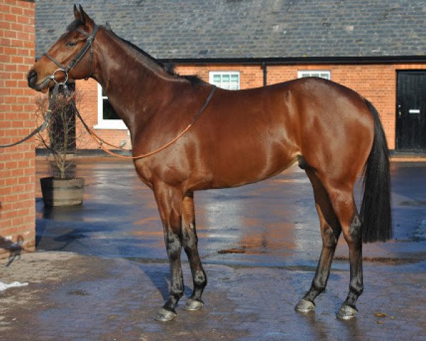 stallion Voodoo Prince xx (Thoroughbred, 2008, from Kingmambo xx)