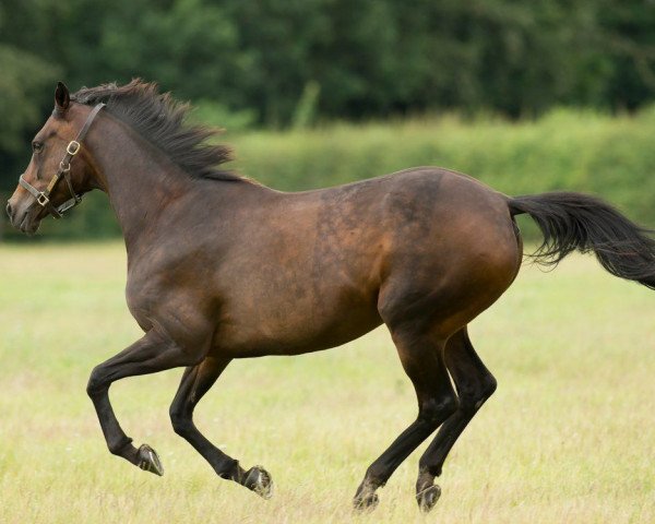 broodmare Ouija Board xx (Thoroughbred, 2001, from Cape Cross xx)