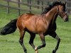 stallion Fantastic Light xx (Thoroughbred, 1996, from Rahy xx)