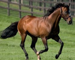 stallion Fantastic Light xx (Thoroughbred, 1996, from Rahy xx)