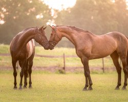 broodmare Cassina 62 (Holsteiner, 2010, from Cassini II)