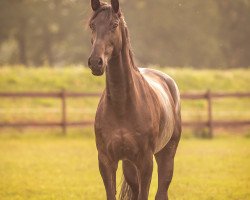 jumper Cappuccino 198 (German Sport Horse, 2015, from Cellestial)