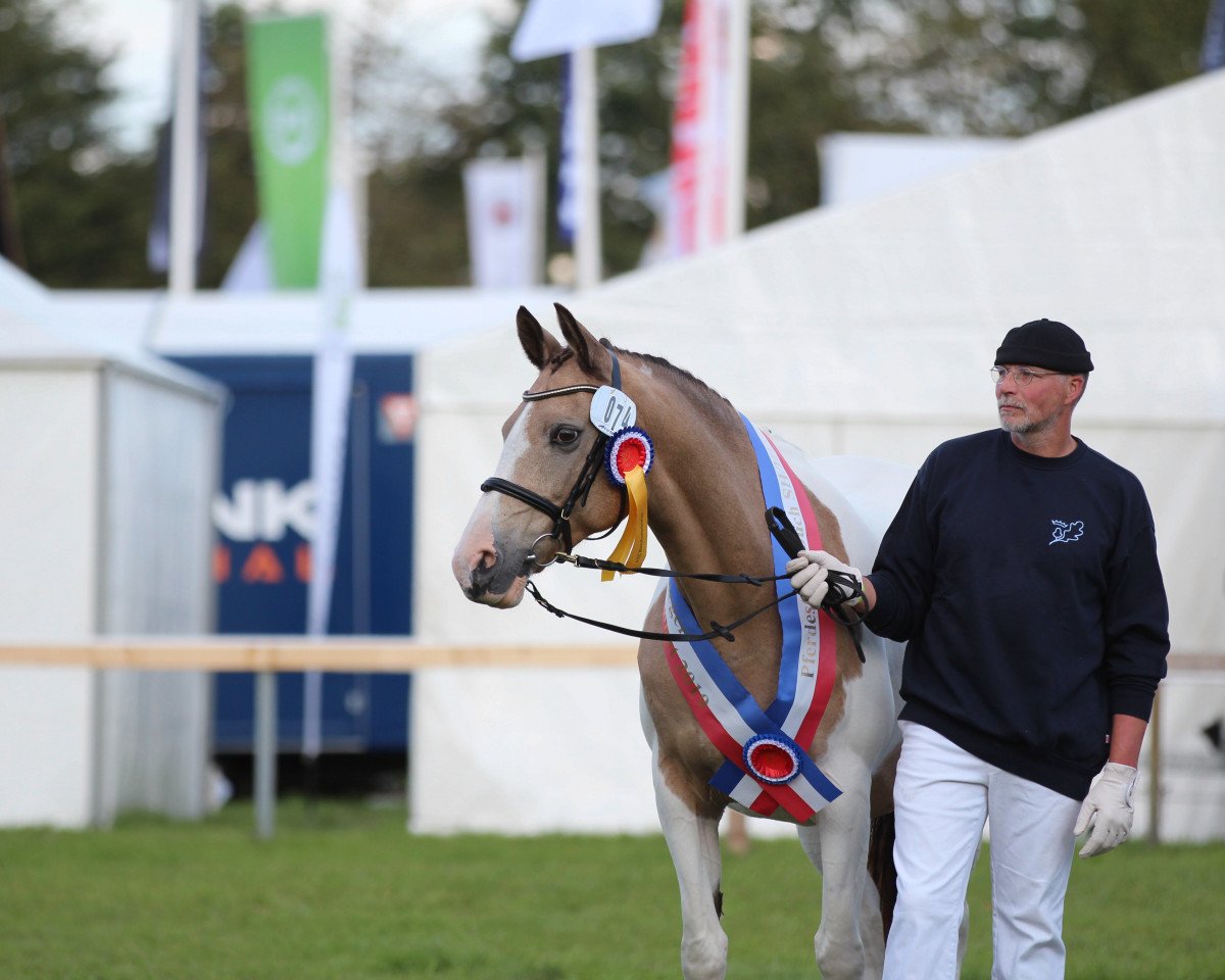 broodmare Cabaletta (Pinto / Small Riding Horse, 2000, from Mangold)
